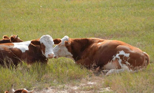 育肥牛的饲料配方怎么配 牛快速育肥方法