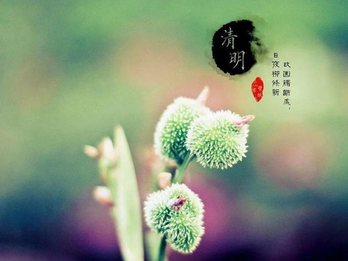 今年清明节是几月几日2025