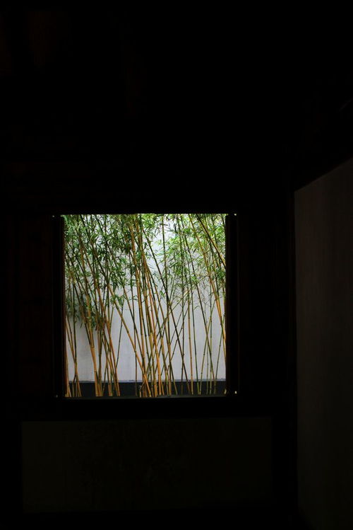 窗外的竹子 
