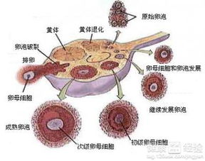 卵泡发育成熟后又变小怎么回事呢