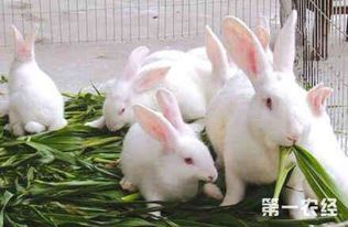 兔子养殖中一些基本需要注意的知识是什么