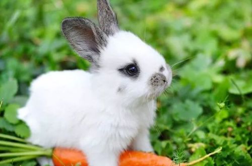 属兔是哪一年出生的,属兔的几月出生最好 据说这7个月最佳!