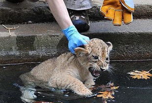 幼狮被美女强行按入水中,拼命挣扎让大家看得好心疼