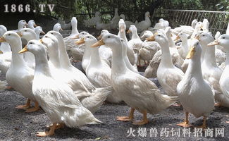 池塘养鸭技术