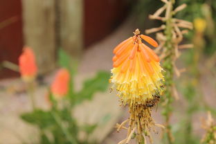 银川蔬菜种植人（银川蔬菜苗批发）