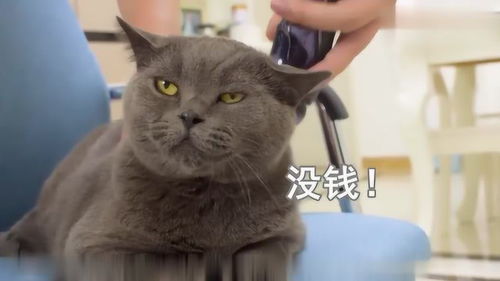 主人给猫咪理发,猫全程警惕,生怕给它剪丑了 