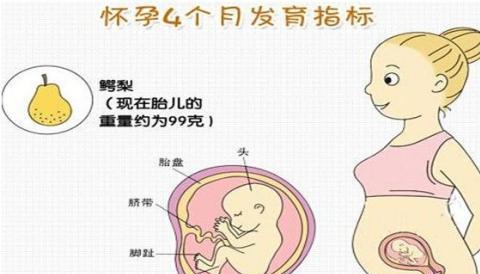 原创怀孕后“这个月”孕妈多留心，或许是胎宝大脑发育的“好时机”