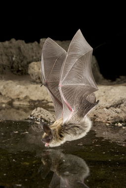 抓拍 蝙蝠夜间池塘饮水瞬间 