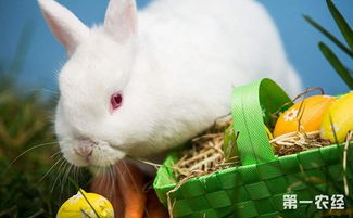 佛州白兔能长多大 佛州白兔能活多久