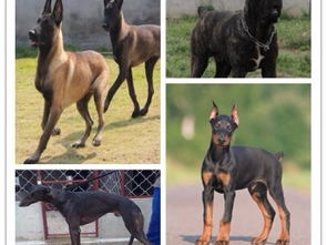 图 金达血统名犬繁育基地一品种齐全 成都宠物狗 