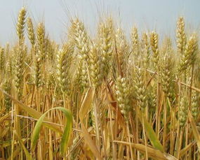 山东小麦什么时候成熟