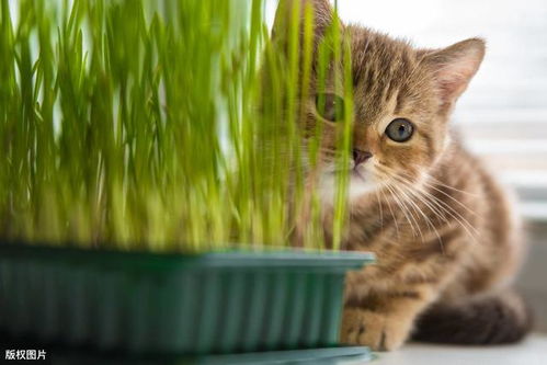 猫课堂 猫猫居然也要吃草 让专业的来聊聊猫草和化毛膏