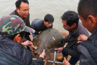 福建渔民放生百斤大海龟 它有灵性 