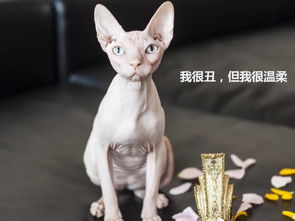 杜江家的阿凡达猫,几亿地球人都觉得丑,但你真的了解它吗 