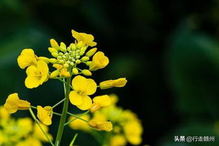 赣州一个小山村绽放千亩油菜花,五颜六色美出天际