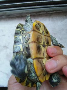巴西龟是换壳还是腐甲 背上的烂口该怎么样 