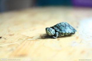 刚出生的小乌龟要吃什么 龟粮它不吃呀