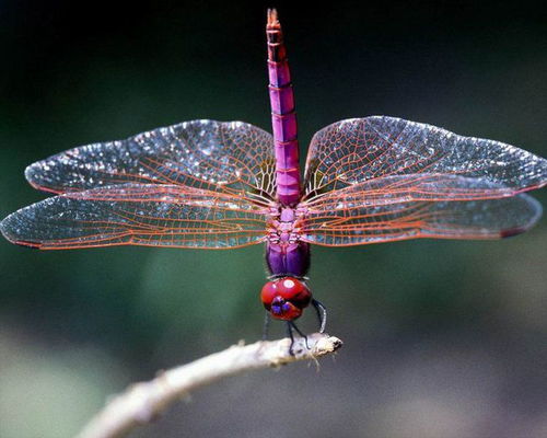 为什么蜻蜓被称为飞行高手 一秒钟扇动38次就能飞9米