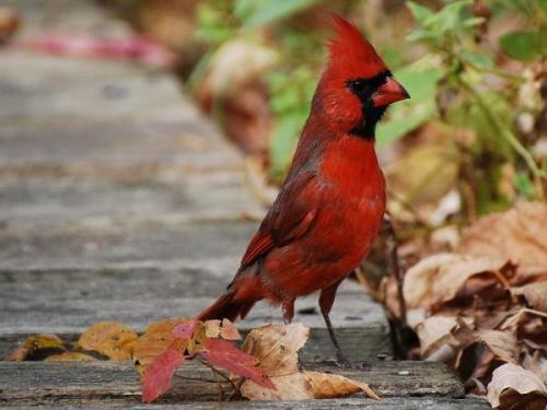 有种鸟嘴下面一个红色大袋子,叫什么鸟 