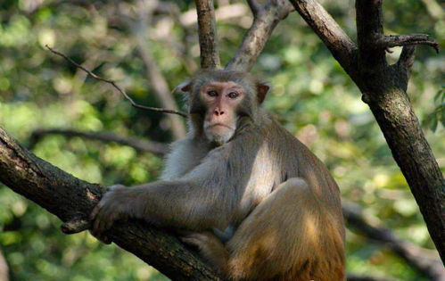印度第一 猴人 ,当众展示徒手攀岩,这绝技比猴子还厉害