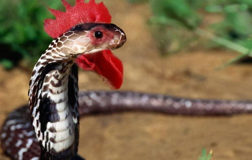 传说中的 鸡冠蛇 ,欧洲历史上也有记载