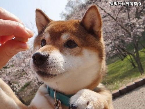 豆柴犬幼犬图片 搜狗图片搜索