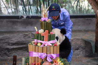 3个熊猫宝宝集体过生日啦