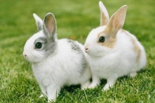 生于以下农历4月的属兔人,注定一生荣华,吉人富贵之相