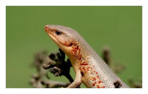 农村俗称 狗婆蛇 的动物学名叫啥 它有毒吗 为何现在少见了