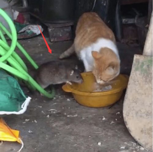 橘猫正在吃饭,老鼠居然来抢饭吃