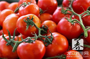 每天吃西红柿能有减肥效果吗