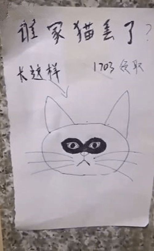 墙上贴了张寻猫启事,还以为在闹着玩,随后却忍不住想点赞了