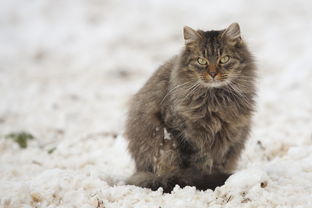 猫和老鼠，经典故事在线聆听，重温童年欢乐时光，猫和老鼠故事在线听mp3