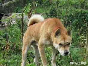 土狗能打的过比特犬吗 