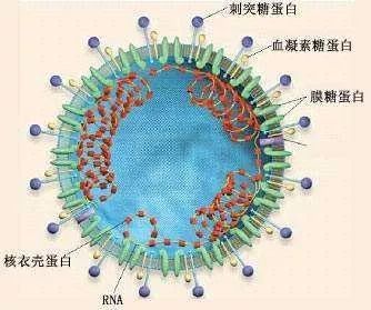 感染新冠肺炎后有什么症状