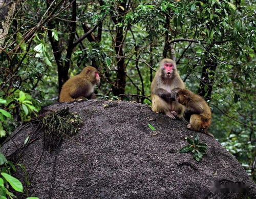 猴子是国家几级保护动物,猴子是国家几级保护动物?