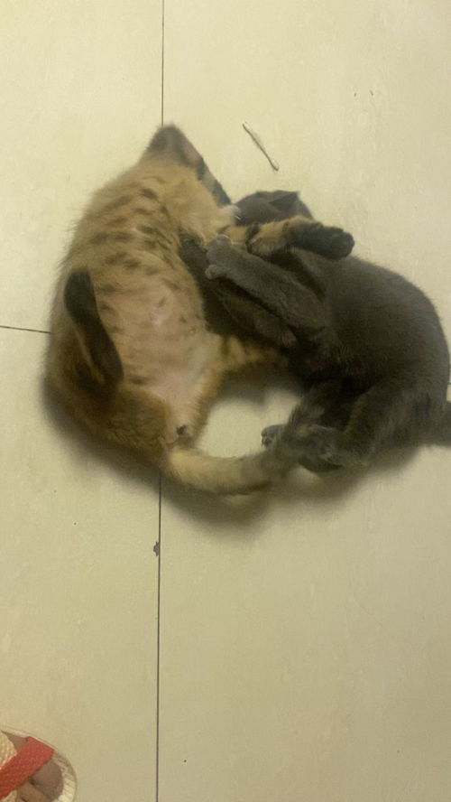 家有两只猫其中一只怀孕了 已经做了隔离请问要隔离多久 