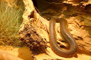 世界十大毒蛇之一的细鳞太攀蛇,毒性能杀死20多万只老鼠