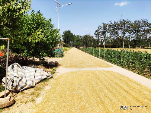 公路不是晾晒场,农民的粮食晒在哪儿 农业专家 是难题也是商机