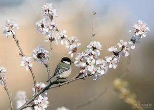 关于春暖花开鸟语阵阵的诗句