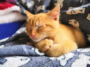 福懋动物医院 猫咪睡觉打呼噜可能是身体健康出现问题的征兆,铲屎官不要轻视