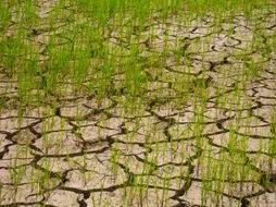 全国部分地区遭受旱灾 11个省区市2711万人受灾 