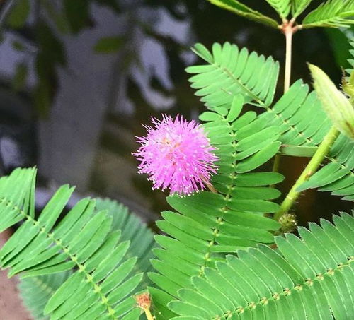 告诉爸妈,6种花汁液有毒,养家里太危险,白送也不要