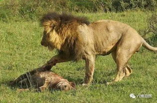 雄狮猎杀鬣狗容易,吞食鬣狗却很难