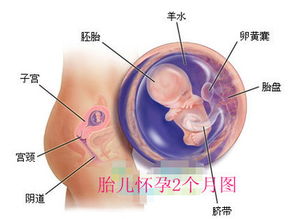 原创胎儿在腹中时听到的声音，会影响出生后状态？怀孕后妈妈注意措辞