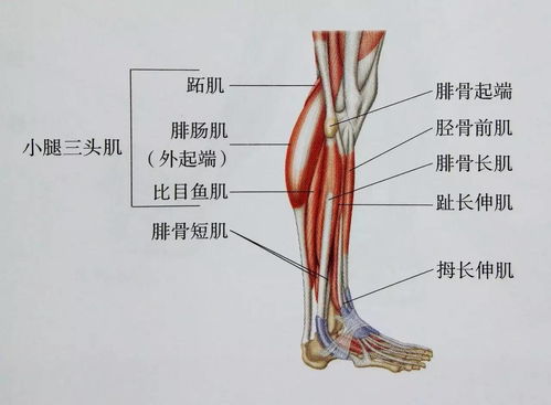 小腿疼痛部位示意图 搜狗图片搜索