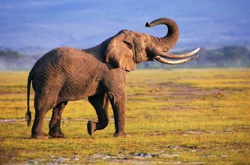大象象征什么寓意 