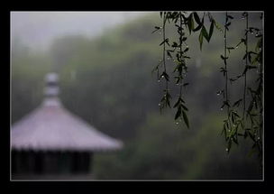 关于雨天饮酒的诗句