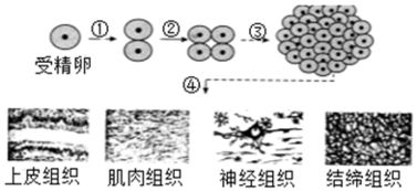 如图.在生物细胞的细胞核内有一种能被碱性染料染成深色的物质叫做染色体.他是由蛋白质和DNA组成.在DNA分子上有许多控制生物形状的小片段叫基因.如果父亲体细胞的染色体是 