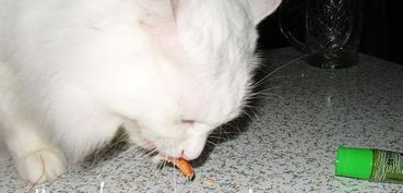 猫可以吃虾吗